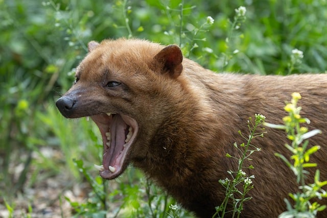 Bushhund, Dyr, Pattedyr, Gab, Zoo