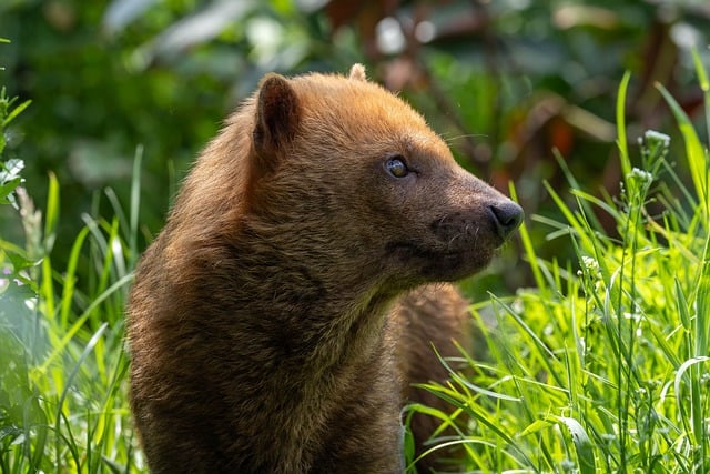 Bushhund, Natur, Pattedyr, Zoo, Græs