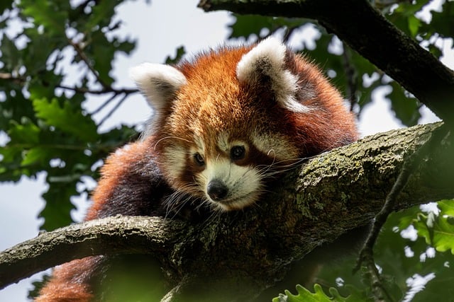 Rød Panda, Dyr, Pattedyr, Træ, Løvtræ