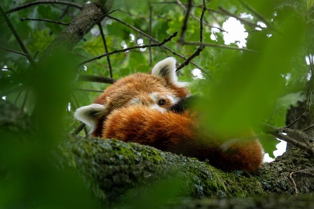 Roter Panda, Baum, Blätter, Tier, Pelz