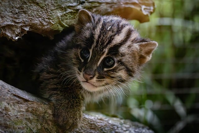 Fiskekat, Killing, Baby, Dyr, Pattedyr