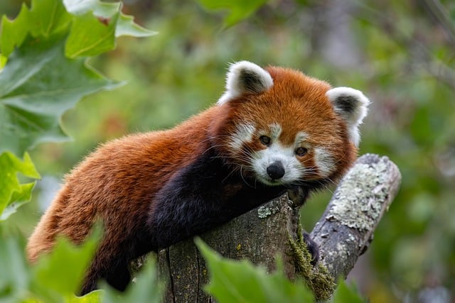Rød Panda, Træ, Blade, Bark