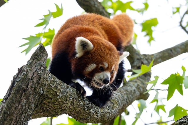 Rød Panda, Træ, Skov, Pattedyr, Grene