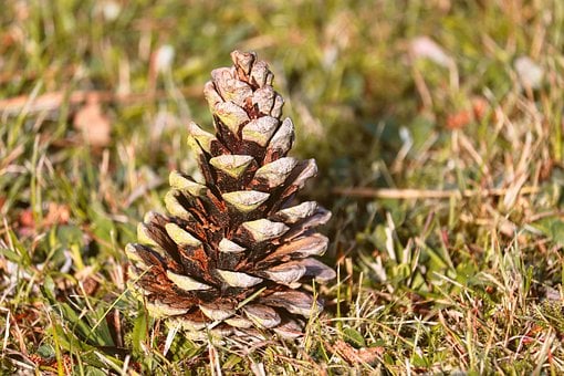 Piña, Hierba, Naturaleza, Detalle, Otoño