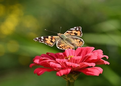 Free Butterfly Zinnia photo and picture