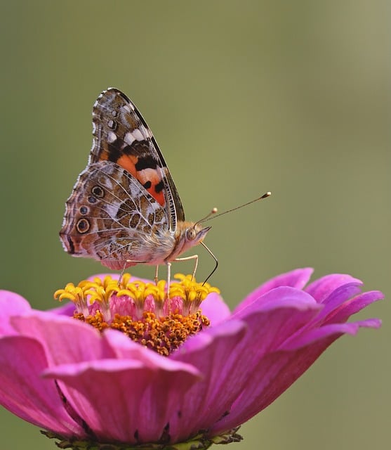 Free Butterfly Zinnia photo and picture