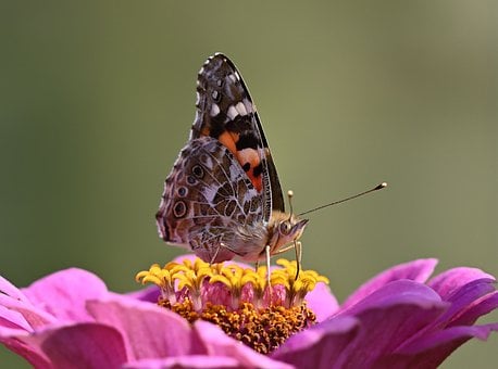 Free Butterfly Painted Lady photo and picture