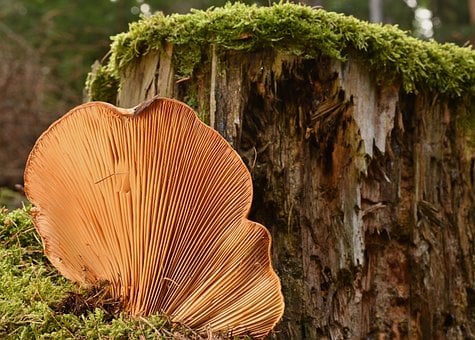 Free Mushroom Moss photo and picture