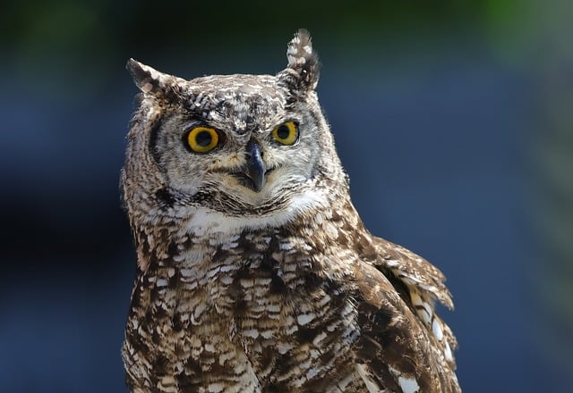 Eule, Uhu, Natur, Vogel, Tier