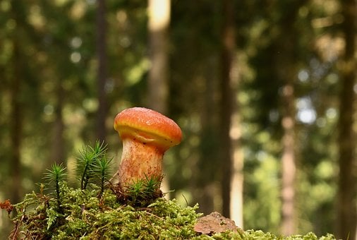 Free Mushroom Forest photo and picture
