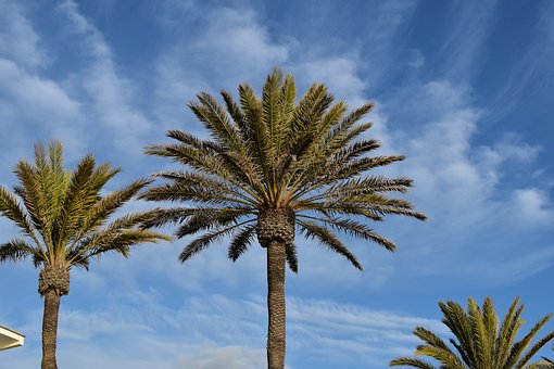 Free Palm Tree photo and picture