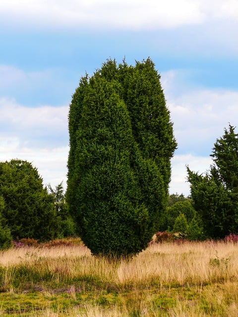 Zimbro, Natureza, Árvore, Arbusto, Prado