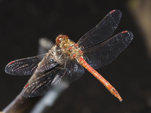 Free Dragonfly Insect photo and picture