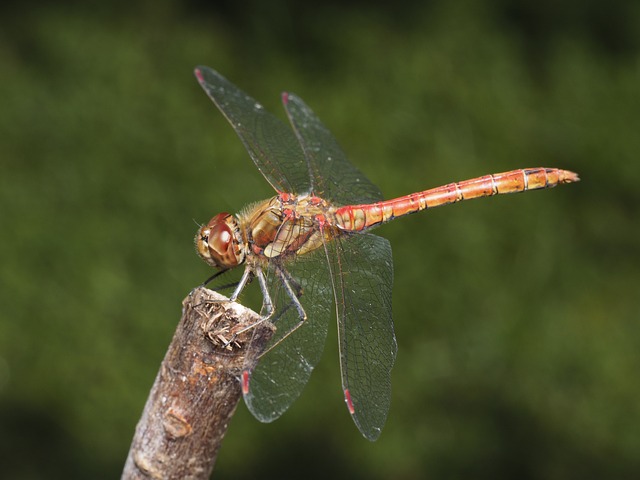 Free Dragonfly Insect photo and picture