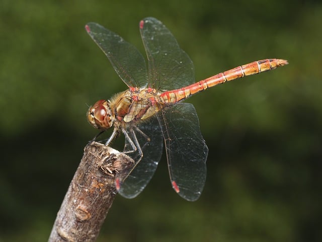 Free Dragonfly Insect photo and picture