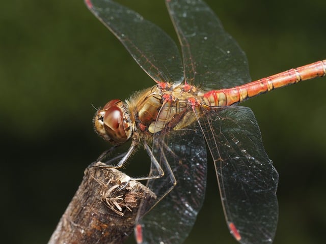 Free Dragonfly Insect photo and picture