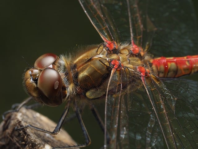 Free Dragonfly Insect photo and picture