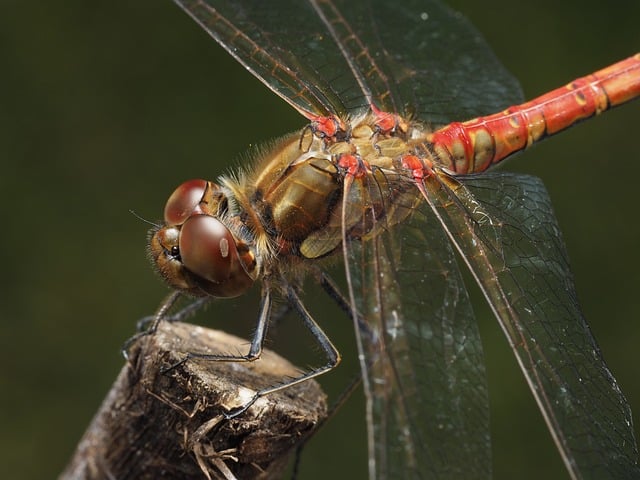 Free Dragonfly Nature photo and picture