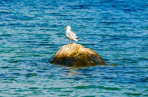 Gaivota, Natureza, Mar, Pássaro, Animal
