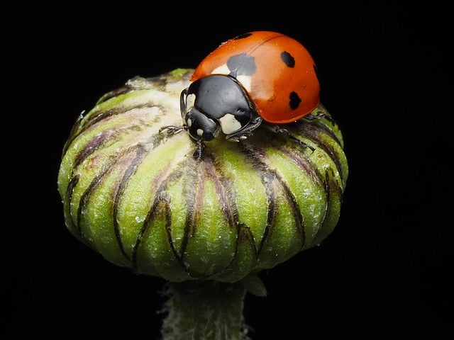 Free Ladybug Beetle photo and picture