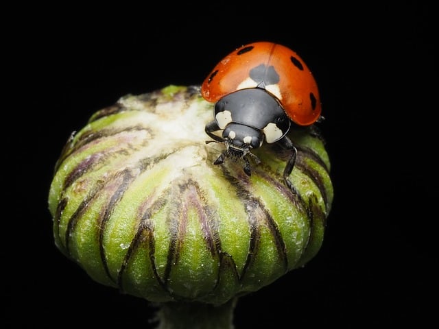 Free Ladybug Beetle photo and picture