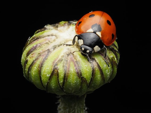 Free Ladybug Beetle photo and picture