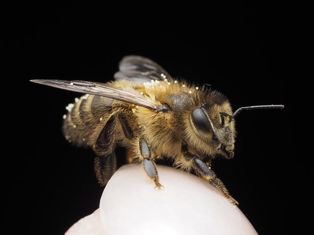 Free Bee Nature photo and picture
