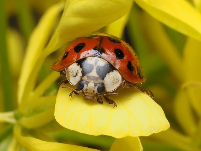 Free Ladybug Beetle photo and picture
