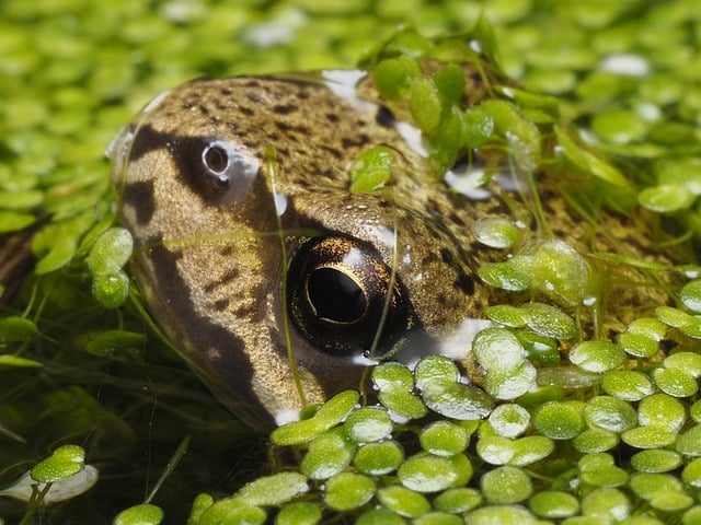 Free Frog Nature photo and picture