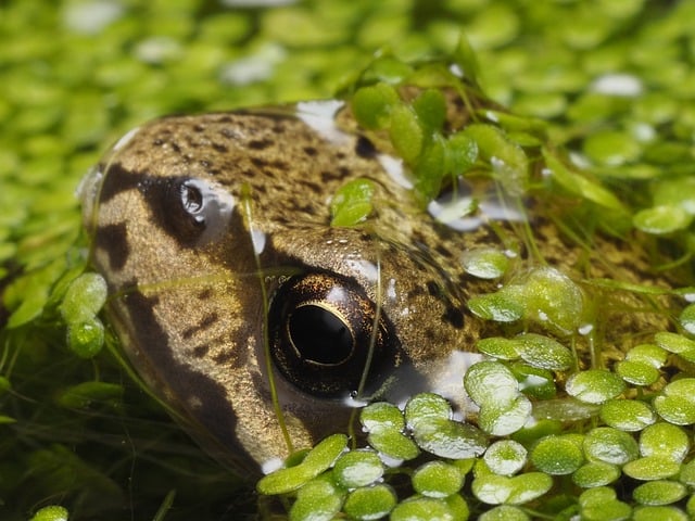 Free Frog Nature photo and picture