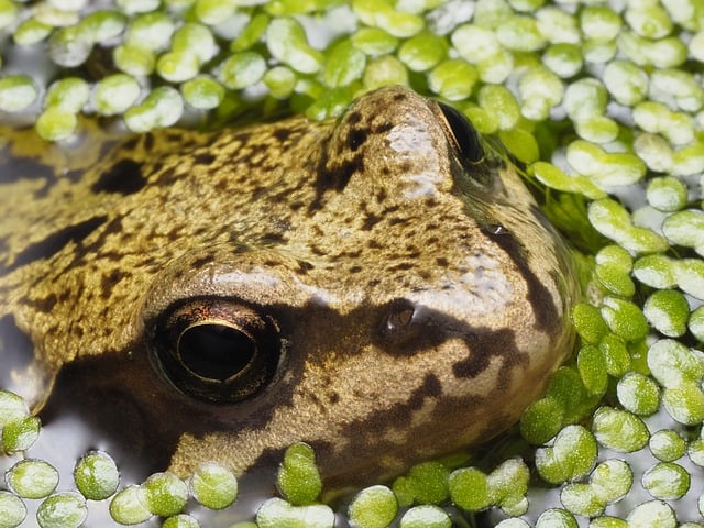 Free Frog Nature photo and picture