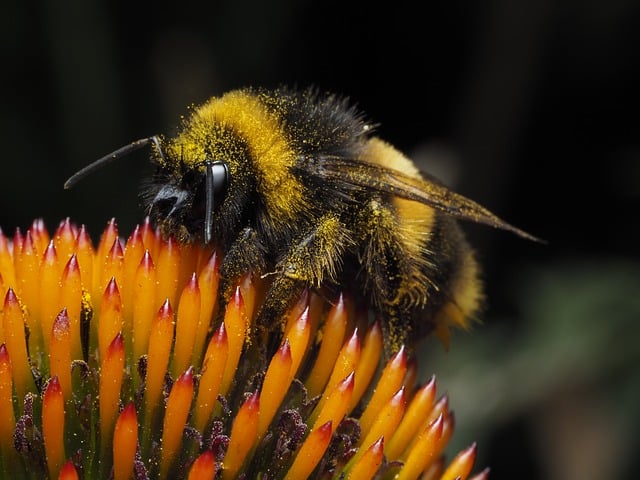 Free Bee Flower photo and picture