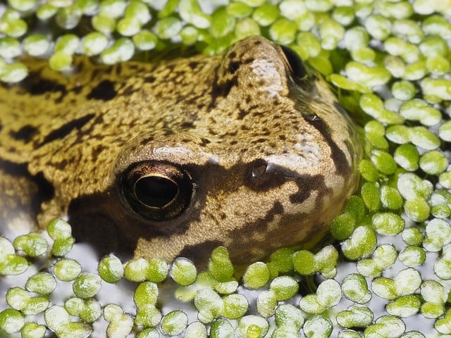 Free Frog Nature photo and picture