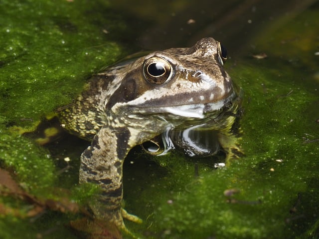 Free Frog Nature photo and picture