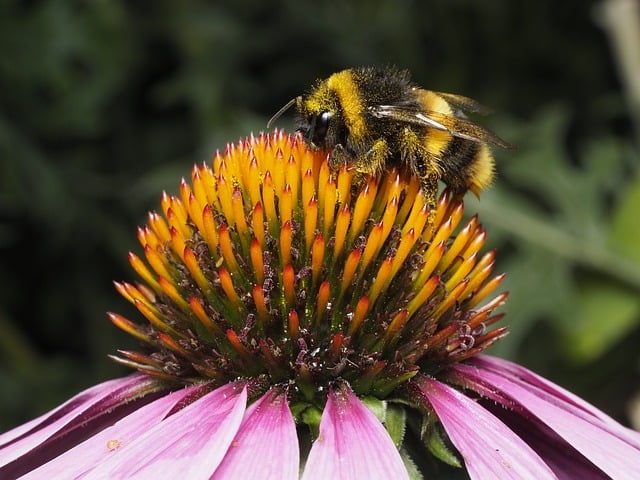 Free Bee Flower photo and picture
