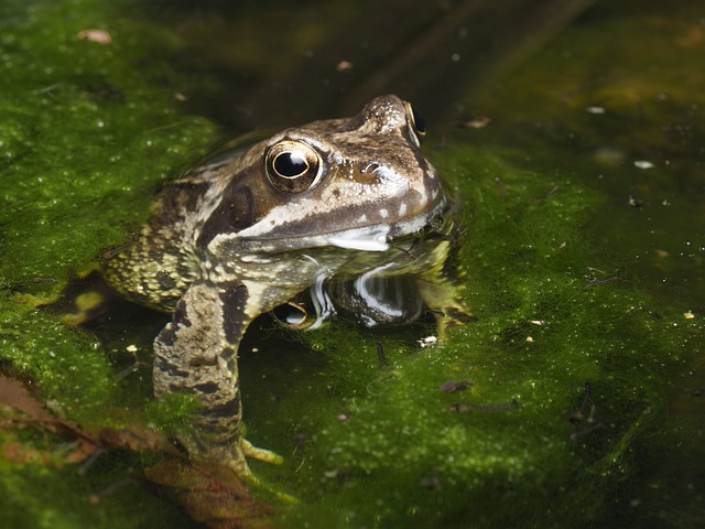 Free Frog Nature photo and picture