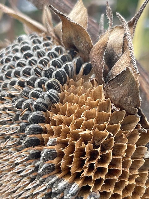 Natur, Blume, Samen, Nahaufnahme, Herbst