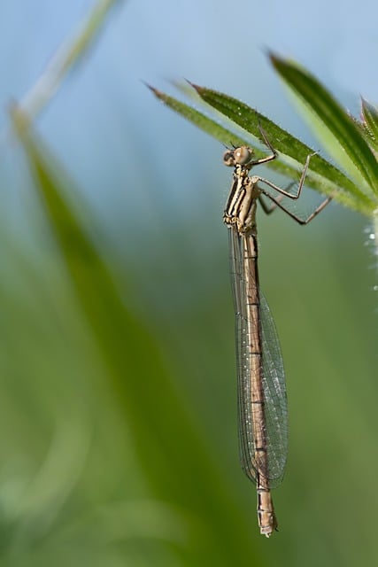 Free Damselfly Macro photo and picture