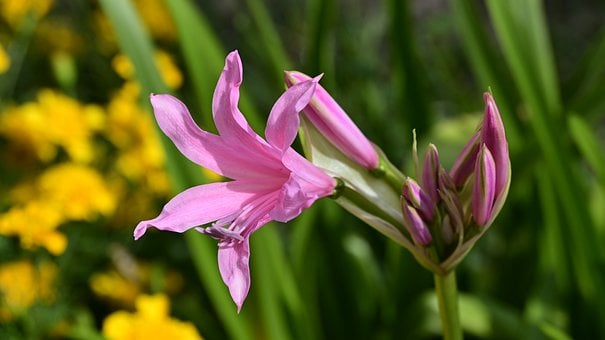Free Pink Flower Garden photo and picture