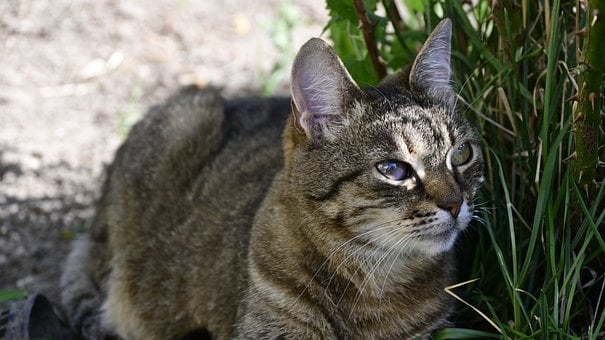 Free Cat Animal photo and picture