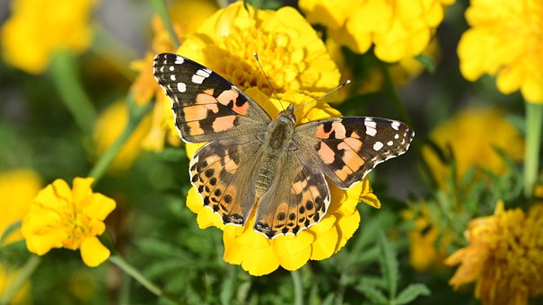 Free Butterfly Flower photo and picture