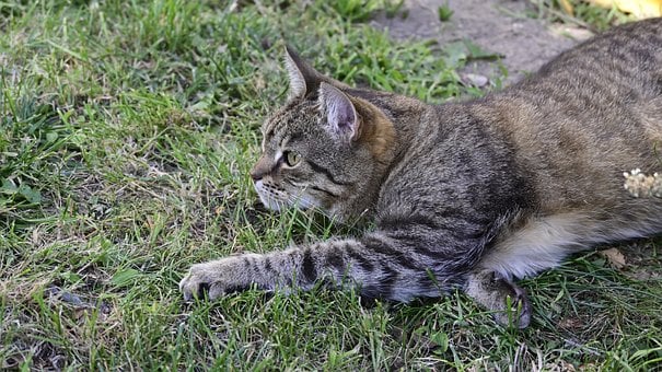 Free Cat Lying photo and picture