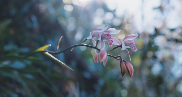 Free Orchid Pink Flowers photo and picture