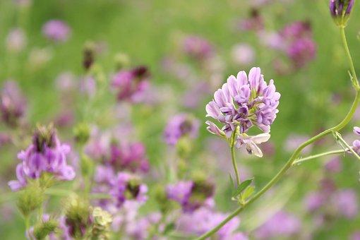 Free Alfalfa Violet Flower photo and picture