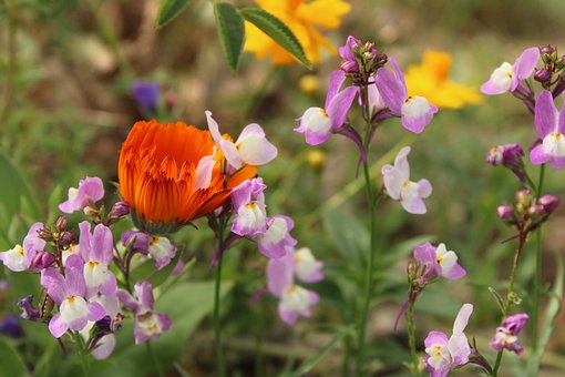 Free Toadflax Orange Flower photo and picture