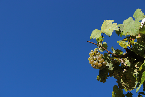 Free Blue Sky White Grapes photo and picture