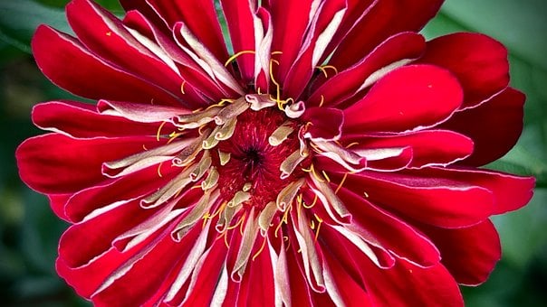 Blume, Blüte, Blütenblätter, Rot, Zinnie