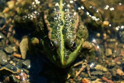 Sapo, Anfíbio, Natureza, Animal, Lagoa