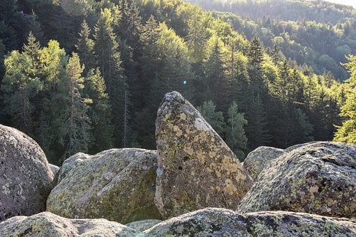 Floresta, Paisagem, Árvores, Natureza