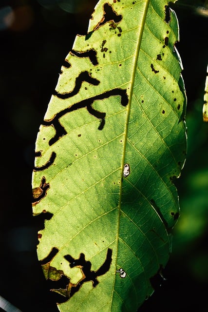 Folha, Verde, Natureza, Detalhes